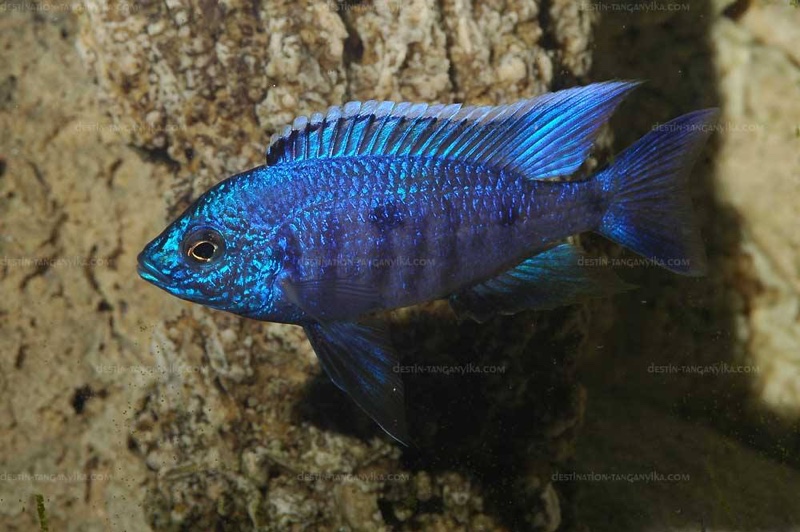 Copadichromis azureus 'Nkhomo Reef'